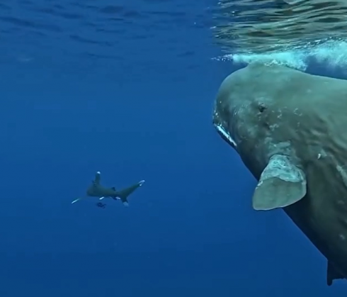 Due capodogli salvano un sub da un attacco di uno squalo. Ecco il video di come è successo