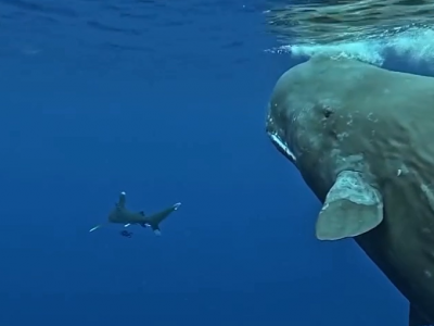 Due capodogli salvano un sub da un attacco di uno squalo. Ecco il video di come è successo