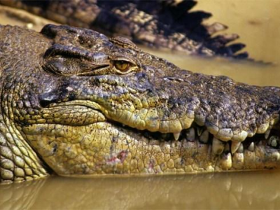 Moglie e figli guardano l’uomo mentre viene attaccato da un coccodrillo nel Far North Queensland, uccidendolo