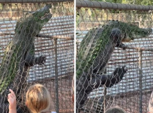 Un coccodrillo gigante si arrampica facilmente su una recinzione in un video terrificante