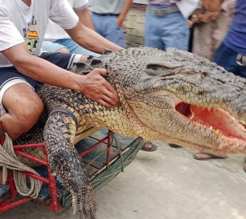 Tragedia in Indonesia, donna attaccata e uccisa da un coccodrillo marino dopo averla trascina in mare – Il video 