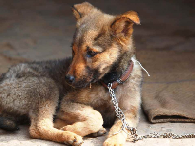 La Cassazione: fino a un anno e mezzo di reclusione e oltre 15 mila euro di multa a chi lascia morire il cane in catena