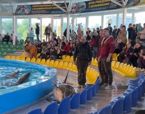 Un delfino è saltato fuori dall'acqua nel delfinario di Minsk cadendo vicino alle file di sedie diventando una star dei social