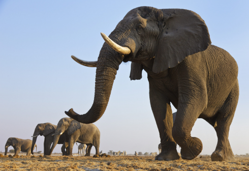 Gli elefanti possono chiamare i loro amici per nome