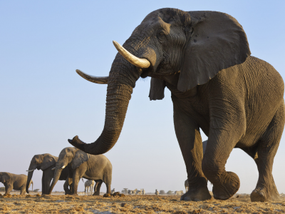 Gli elefanti possono chiamare i loro amici per nome