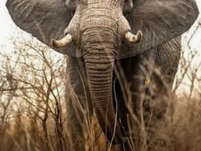 Namibia: elefante uccide un turista