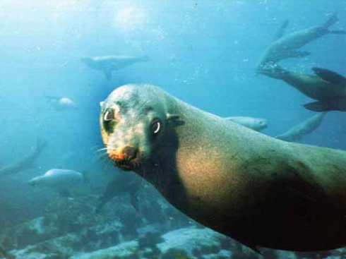 Epidemia di rabbia senza precedenti tra le foche, attacchi agli esseri umani