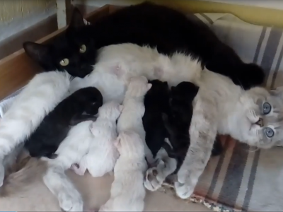 Gatta bianca e gatta nera (sorelle) partoriscono nello stesso momento e nello stesso posto cuccioli bianchi e cuccioli neri.