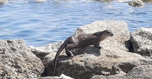 Lontra avvistata per la prima volta alla foce del fiume Ofanto in pieno giorno 