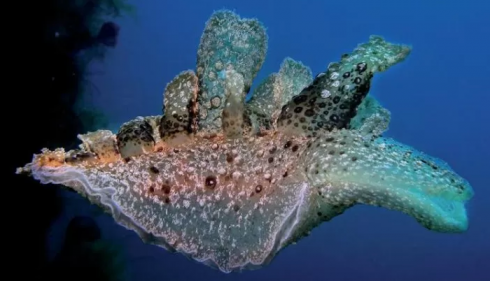 Lumaca di mare Melibe viridis, nuova specie aliena avvistata e filmata nel mar Adriatico – Il video