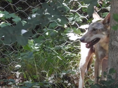 Il lupo degli Alimini sta bene. Dopo la cattura gioca nel Centro Tutela Fuana del Monte Adone - VIDEO