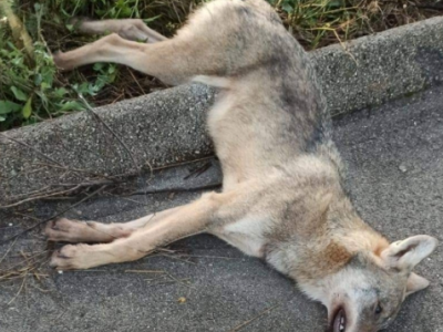 Giovane lupo trovato morto, è stato investito da un’auto