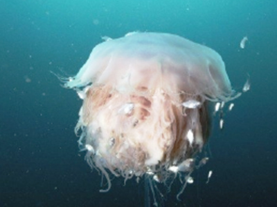 Meduse giganti presto sulle spiagge italiane? Nell’Adriatico la super-medusa tornata dal passato