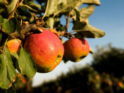USA: mele del Michigan richiamate in otto stati per possibile contaminazione da Listeria