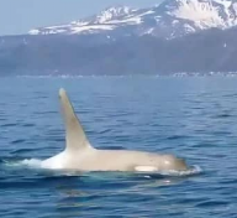 Un'orca bianca molto rara osservata in Giappone – Il video