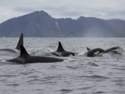 Sorpresa nel Porto di Cartagena in Spagna: spunta un branco di orche a pochi metri dalla riva. 