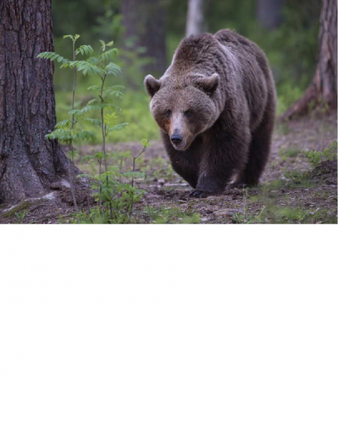 Un orso bruno ha attaccato e ucciso un uomo di 55 anni in Slovacchia