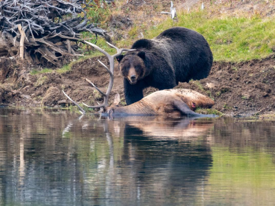 Guida del Parco di Yellowstone sbranata da un orso. 