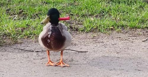 Violenza sugli animali, crudeltà e stupore: un'anatra viva, un coltello conficcato nel collo  - Video