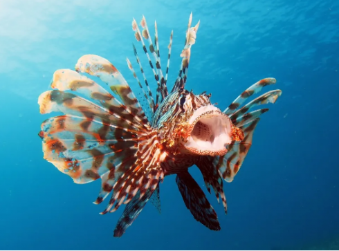 Nel mare Adriatico si sta diffondendo un'altra specie di pesci velenosi
