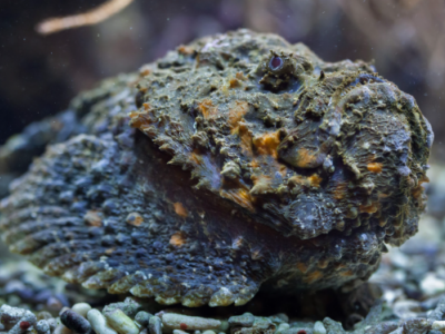 Turista sopravvive alla puntura del pesce più letale del mondo