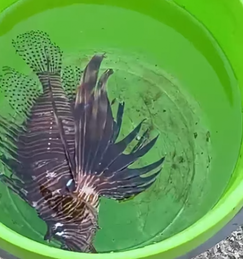 Specie aliene del mare, pescato a Gallipoli pesce velenoso. Si tratta del Pesce Scorpione