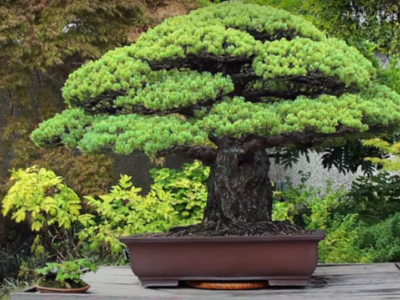 Miracolo: un pino bonsai giapponese di quasi 400 anni è sopravvissuto alla bomba atomica sganciata su Hiroshima!