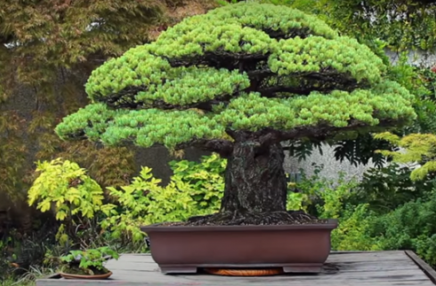 Miracolo: un pino bonsai giapponese di quasi 400 anni è sopravvissuto alla bomba atomica sganciata su Hiroshima!