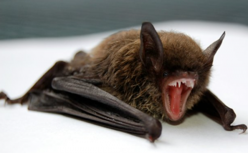 Si è svegliato con un pipistrello nella sua stanza: un bambino muore di rabbia in Canada