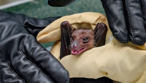 Rilevato virus della rabbia in un pipistrello svizzero, un evento raro