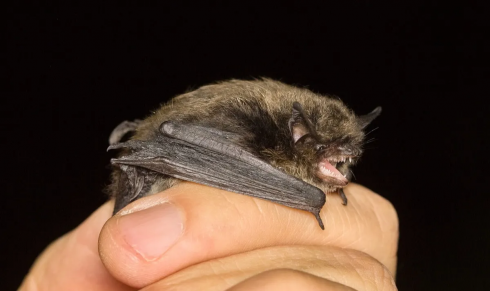 Voleva aiutare un animale smarrito, maestra muore dopo essere stata morsa da un pipistrello