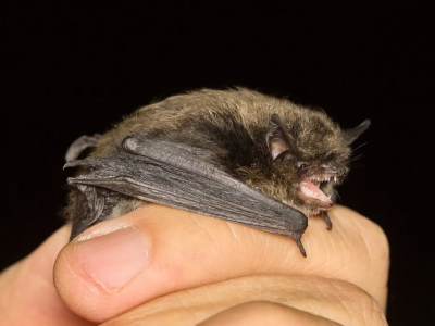 Voleva aiutare un animale smarrito, maestra muore dopo essere stata morsa da un pipistrello