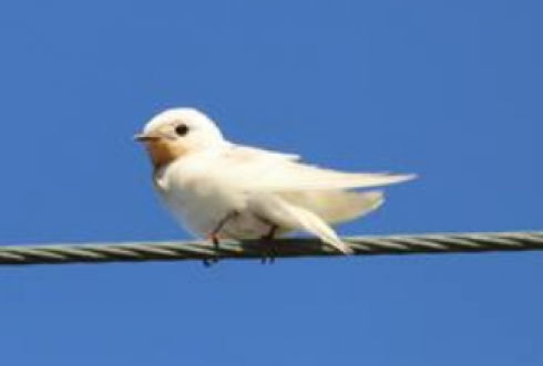 Raro avvistamento nel Salento: rondine bianca fotografata sul litorale del Parco Naturale di Ugento