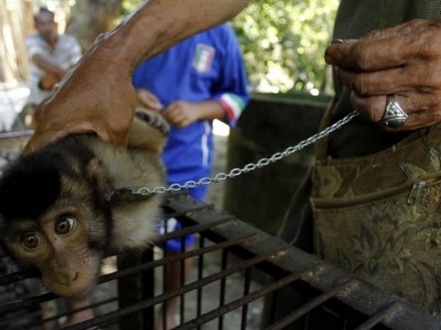scimmia macaco schiavizzata