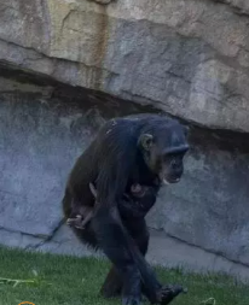 Una scimpanzé trasporta da mesi il cadavere del suo piccolo nel Bioparco di Valencia, in Spagna