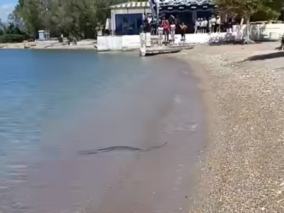 Panico sulla spiaggia “C’è un serpente che nuota accanto ai bagnanti” Il video