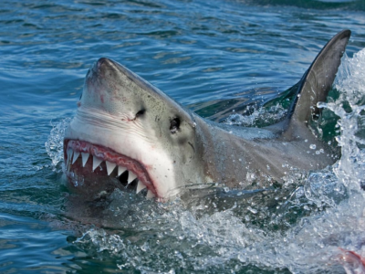 La Florida è la capitale mondiale degli attacchi di squalo del mondo nel 2023