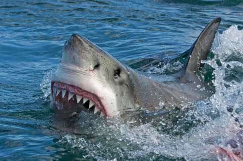 La Florida è la capitale mondiale degli attacchi di squalo del mondo nel 2023