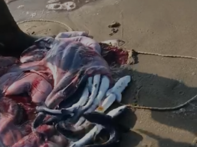Incredibile evento a Marina di Ginosa (Ta): "pescatore salva 50 piccoli di una verdesca spiaggiata e morta sulla riva". Il video