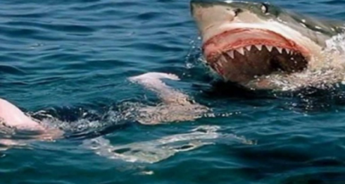 “Grave attacco di squalo” su una spiaggia in Australia: vittima in condizioni critiche, residenti “scioccati”