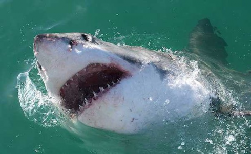 Texas: attacco di squalo vicinissimo alla riva a una donna – Il video 