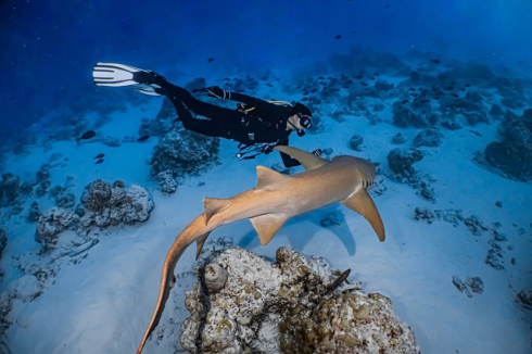 Video shock, uno squalo pinna bianca attacca nel Mar Rosso un sub mentre la vittima grida aiuto a 10 metri sott'acqua