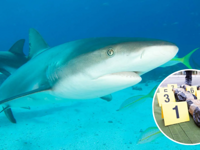 Inquinamento: i cambiamenti comportamentali negli squali nell'Atlantico indicano la presenza di cocaina