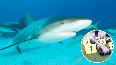 Inquinamento: i cambiamenti comportamentali negli squali nell'Atlantico indicano la presenza di cocaina