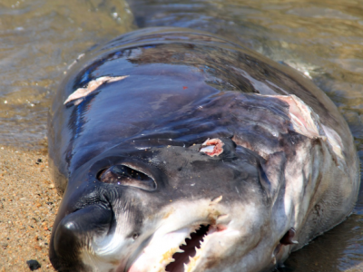 Ambiente, notizia shock: sequestrate 13 tonnellate di pinne di squalo di diverse specie in via d'estinzione. 