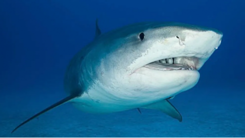 Due persone attaccate dagli squali in 2 giorni nella "Capitale mondiale dei morsi di squalo", la Florida
