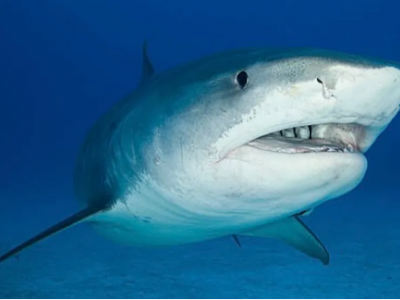 Due persone attaccate dagli squali in 2 giorni nella "Capitale mondiale dei morsi di squalo", la Florida