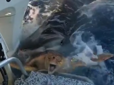 Il video terrificante a lieto fine di uno squalo tigre che prova a divorare la tartaruga marina