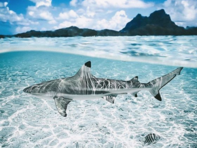 La Reunion, turista dato per disperso: trovano la sua mano nello stomaco di uno squalo tigre.