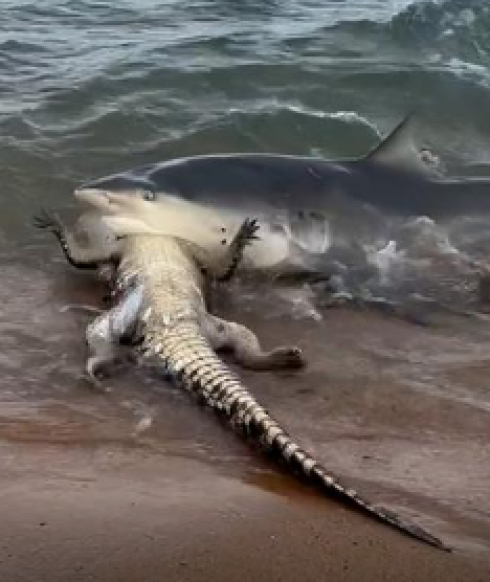 Squalo divora un coccodrillo sul bagnasciuga – Il video